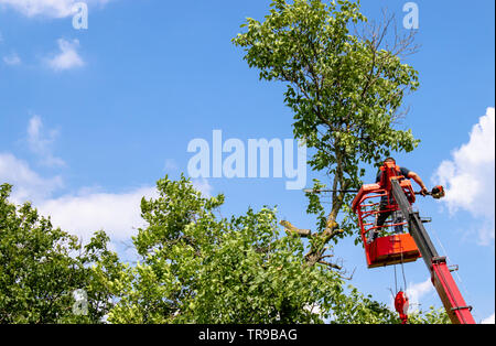 La potatura di alberi e di sezionatura di un uomo con una motosega, un uomo in alta quota sulla piattaforma di una seggiovia meccanica tra i rami di un vecchio grande Foto Stock