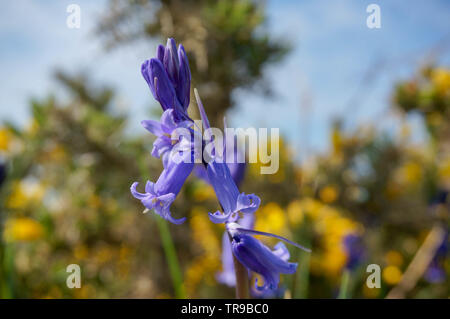 Campanelli in primavera, alcuni in fiore e altri in boccioli Foto Stock