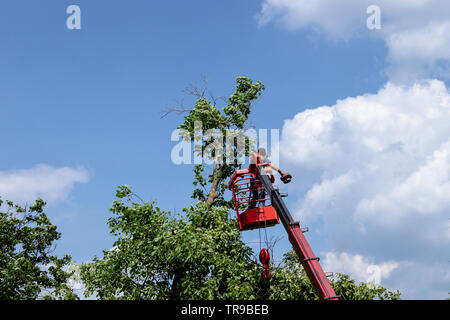 La potatura di alberi e di sezionatura di un uomo con una motosega, un uomo in alta quota sulla piattaforma di una seggiovia meccanica tra i rami di un vecchio grande Foto Stock