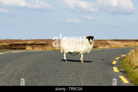 Di nuovo sulla strada. Una pecora solista si trova in isolamento nel mezzo di una strada nella campagna Donegal, in Irlanda Foto Stock