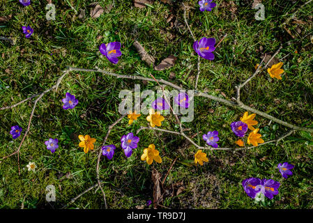 Close-up foto macro del Dutch crocus vernus fiori che crescono in erba in primavera. Bella, multicolore e varietà di fiori. Foto Stock
