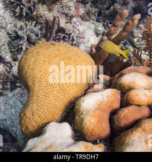 Dettagli della barriera corallina subacquea, tre Amigos, Turneffe Atoll, Belize Barrier Reef, Belize Foto Stock