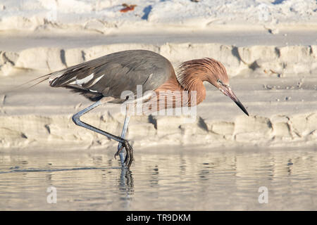 Prese a Fort Myers Beach sulla costa sud ovest della Florida Foto Stock