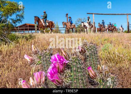 Ospiti di lasciare la colazione corral a cavallo durante una colazione ride a White Stallion Ranch, un dude ranch appena fuori Tucson, AZ. Blooming hedgeho Foto Stock