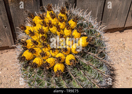 Canna Fishhook cactus, chiamato anche Arizona barrel cactus, candy barrel cactus e canna Southwestern cactus, è una specie di pianta flowering in Foto Stock