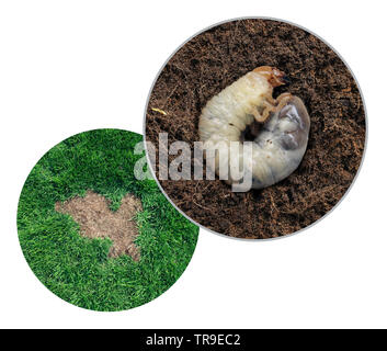 Prato grub danno come chinch larva di danneggiare le radici dell'erba causando un Brown patch di malattia nel manto erboso come una immagine composita isolato su uno sfondo bianco. Foto Stock
