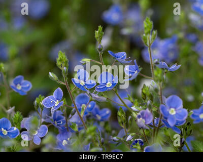 Germander Speedwell Veronica chamaedrys Foto Stock