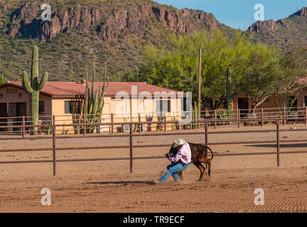 Rodeo settimanale a White Stallion Ranch, un dude ranch al di fuori di Tucson, AZ. Qui uno degli allevatori è bulldogging, chiamato anche sterzare wrestling, dove a h Foto Stock