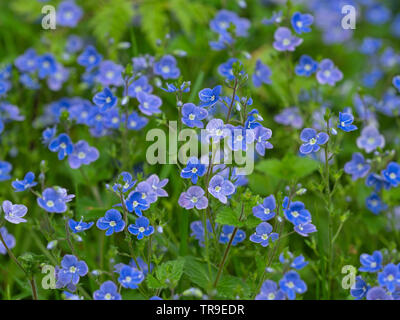 Germander Speedwell Veronica chamaedrys Foto Stock