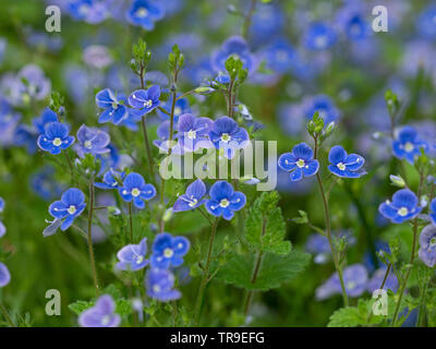 Germander Speedwell Veronica chamaedrys Foto Stock