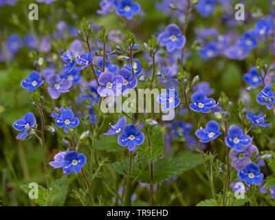 Germander Speedwell Veronica chamaedrys Foto Stock