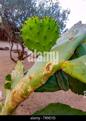 A forma di cuore ad ficodindia cactus in Arizona. Foto Stock
