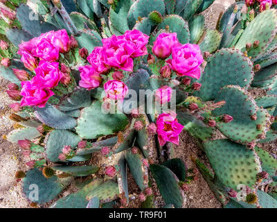 Ficodindia cactus in fiore nei primi giorni di aprile in Tucson, AZ. Foto Stock