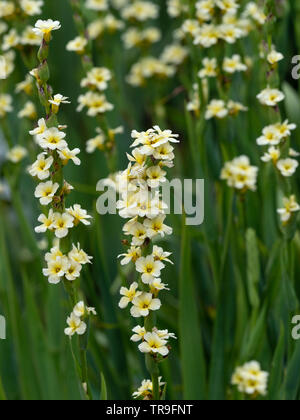 Blue-eyed erbe Sisyrinchium striatum Foto Stock