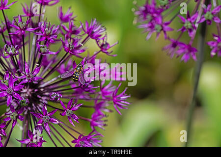 Lana europea carda bee si appollaia su un culivated allium fiore Foto Stock