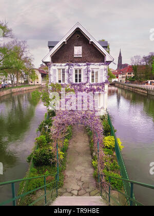 Splendida fioritura viola blue moon vino wisteria a copertura di un mandrino ad arco che conduce a una vecchia casa su un canale isola nella Petite France di Strasburgo, al Foto Stock