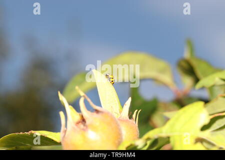 Coleottero sconosciuto su una foglia in giardino in Germania Foto Stock