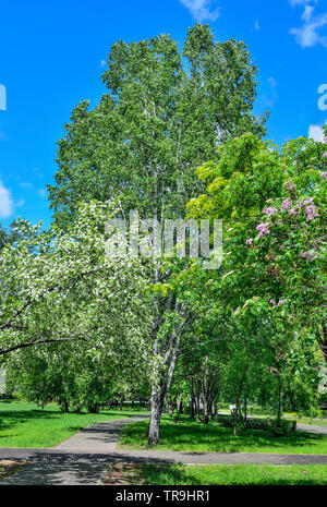 Soleggiata giornata di primavera nel parco con l'uccello ciliegi, lilla e rowan in piena fioritura. Gioco di luci e di ombre sul marciapiede sotto la fioritura degli alberi. S Foto Stock