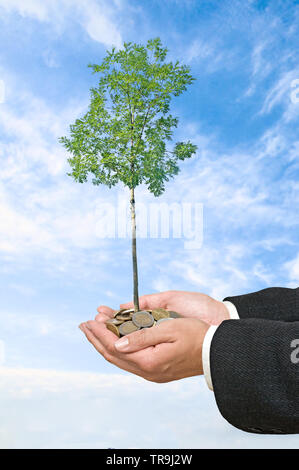 Le palme con un albero growng dalla pila di monete Foto Stock