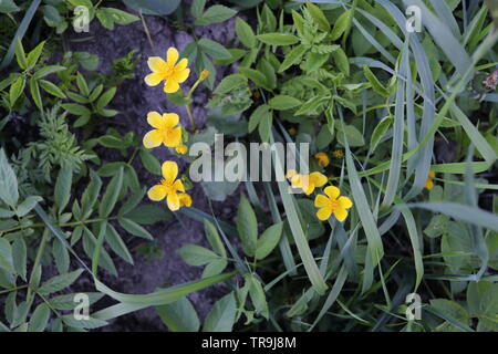 Fiori di colore giallo e verde erba. Foto Stock