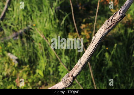 Morto un ramo di albero in sunset. Foto Stock