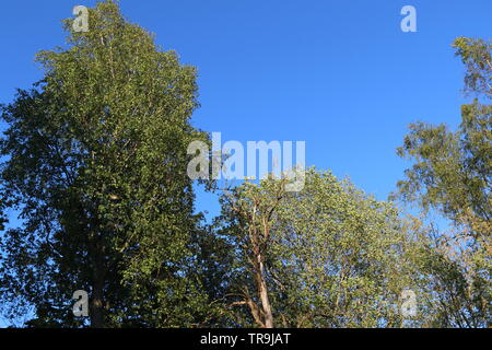 Tre alberi di betulla e un cielo blu nel tramonto. Foto Stock