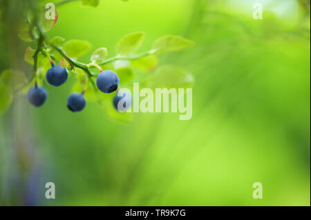 Mature mirtilli (Vaccinium myrtillus) Foto Stock