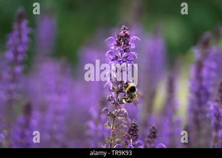 Bumble Bee (bombus hortorum) su un imporpori fiore, REGNO UNITO Foto Stock