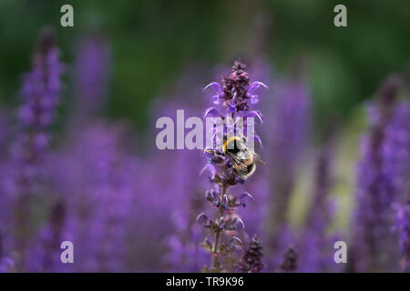 Bumble Bee (bombus hortorum) su un imporpori fiore, REGNO UNITO Foto Stock