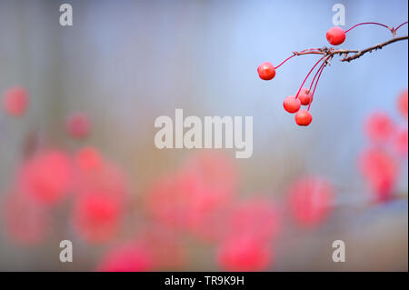 Siberian crab apple (Malus baccata) Bacche rosse appese sul ramo. Foto Stock