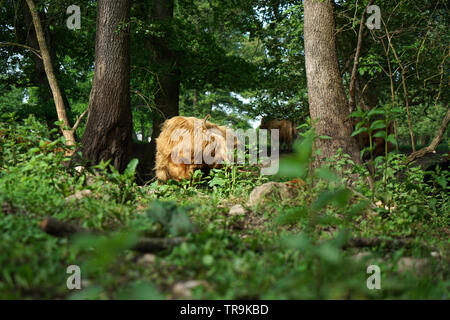 Scottish Longhorn bestiame al pascolo vicino a un ruscello in Germania Foto Stock
