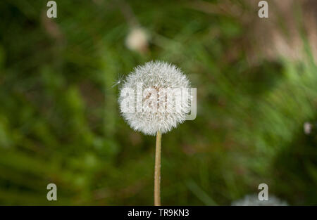 Coltsfoots (Tussilago farfara) pronti a diffondere i suoi semi. Foto Stock