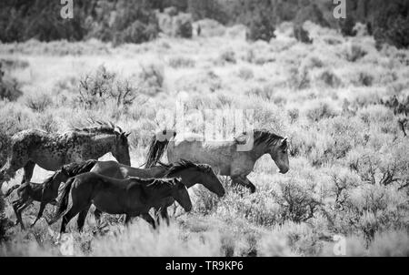 Una mandria di cavalli selvatici che corrono attraverso il deserto dello Utah Foto Stock