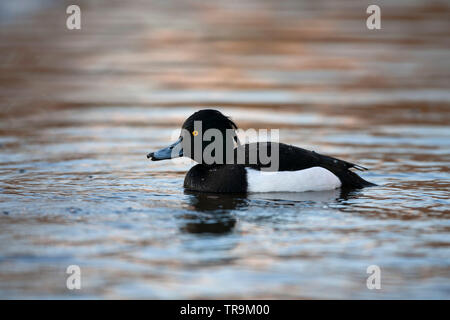 Moretta, Aythya fuligula, Singolo maschio adulto nuoto, Essex, UK. Foto Stock