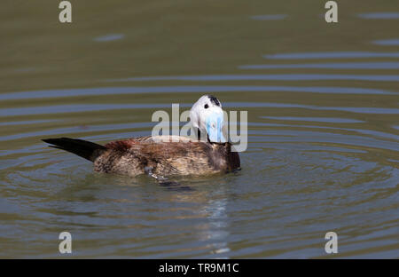 Bianco-guidato Duck, Oxyura leucocephala, singolo maschio adulto preening. Captive. Rare. Presa di marzo. Arundel, West Sussex, Regno Unito. Foto Stock