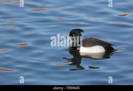 Moretta, Aythya fuligula, singolo adulto maschio di nuoto. Slimbridge, Gloucestershire, UK. Foto Stock