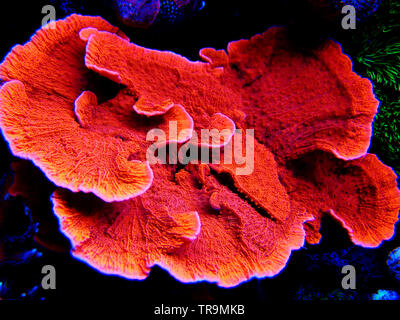 Montipora Candy Cap Corallo, - (Montipora capricornis) Foto Stock