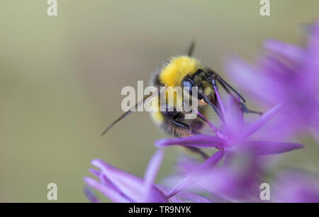 Bumble Bee su un Allium capolino, England, Regno Unito Foto Stock