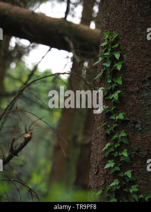 Edera sul tronco di un albero in una foresta di tedesco Foto Stock