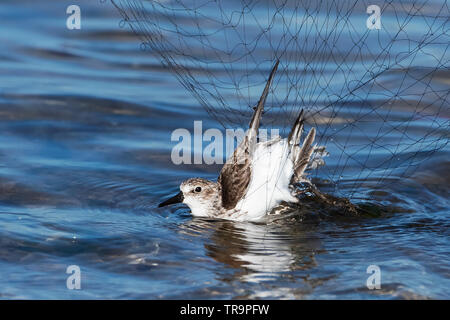 Semi palmated sandpiper catturati nella nebbia net per la fascettatura Foto Stock