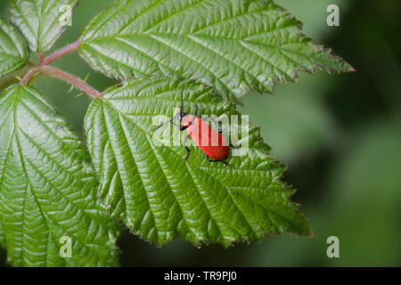 Lily beetle seduto su una foglia Foto Stock