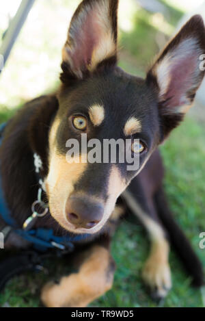 Australian kelpie cucciolo seduto alla ricerca Foto Stock