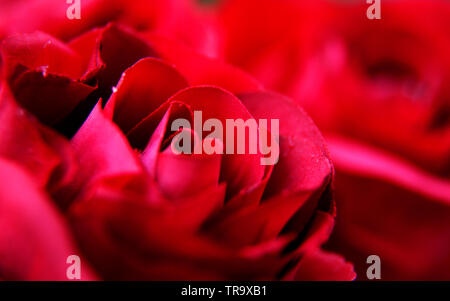Artificial rose rosse in una pila Foto Stock