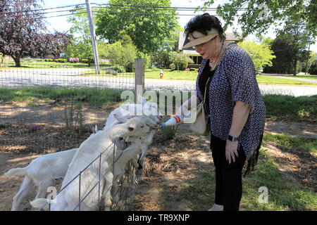 Donna bambino alimentazione capre Long Island New York Foto Stock