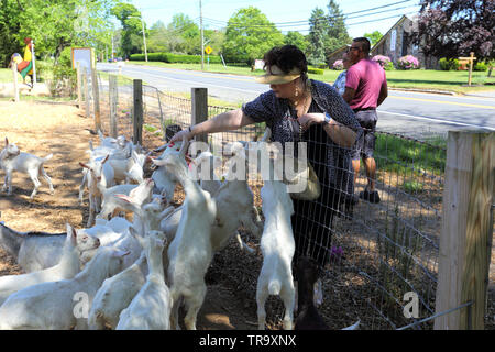 Donna bambino alimentazione capre Long Island New York Foto Stock
