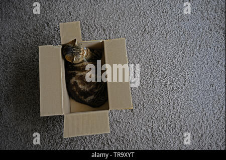 Bellissimo gatto divertente nella casella su sfondo di legno Foto Stock