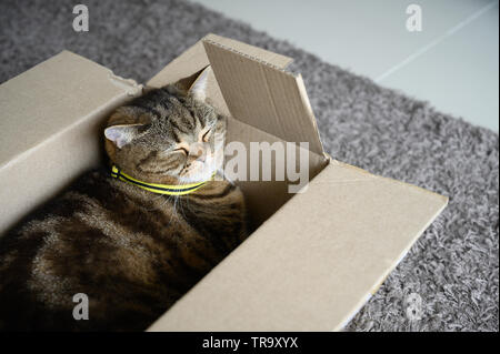 Bellissimo gatto divertente nella casella su sfondo di legno Foto Stock