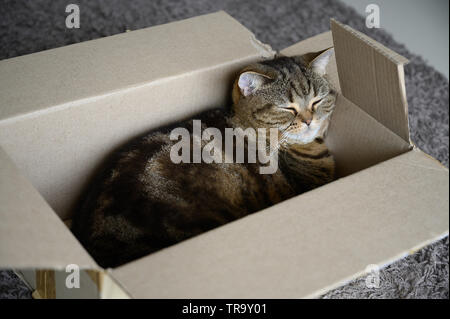 Bellissimo gatto divertente nella casella su sfondo di legno Foto Stock