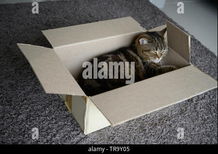 Bellissimo gatto divertente nella casella su sfondo di legno Foto Stock