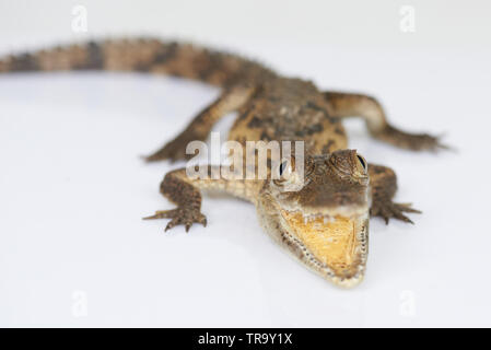 Pericoloso il coccodrillo di piccole dimensioni con ganascia aperta isolata su bianco di sfondo per studio Foto Stock